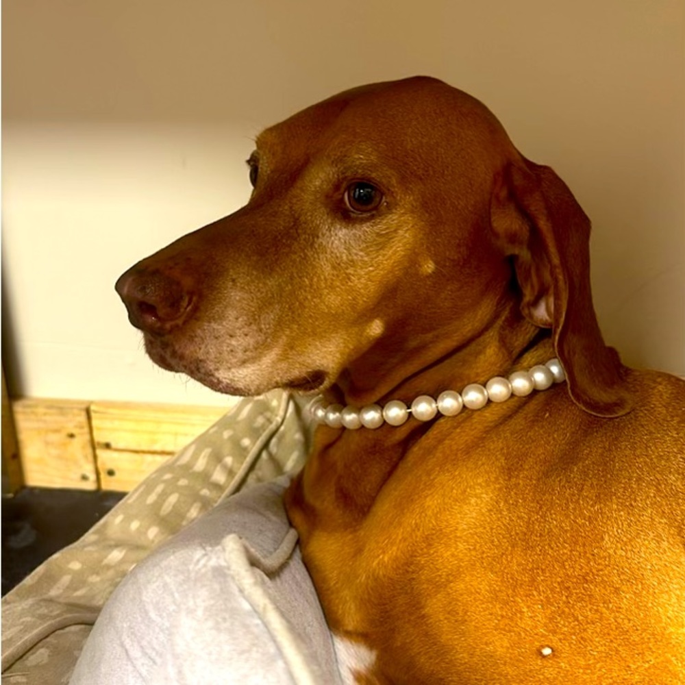 Meet your Posher, Hooper